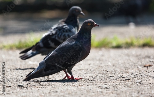 Pigeons on the Pavement