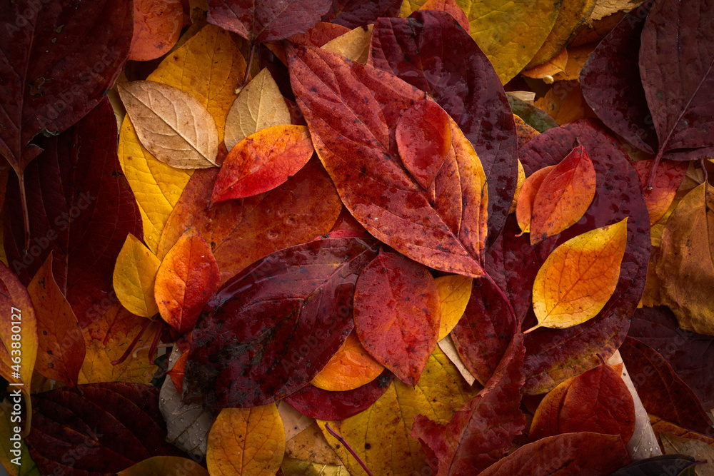 Multicolored autumn leaves background. Top view Multicolored autumn leaves background. Top view