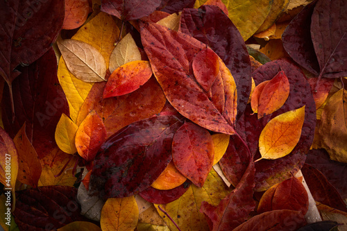 Multicolored autumn leaves background. Top view