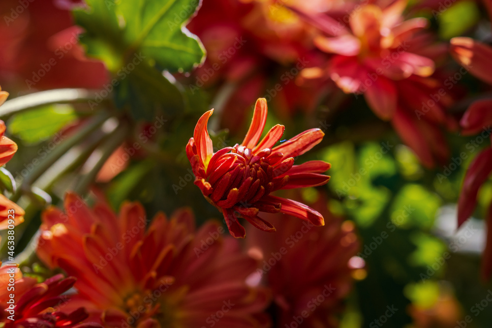 Beautiful photos of bright autumn flowers. Macro photography. Chrysanthemums. Beautiful photos of bright autumn flowers. Macro photography. Chrysanthemums.
