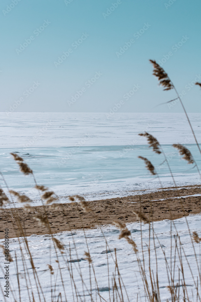 Obraz premium reeds on the beach in winter 