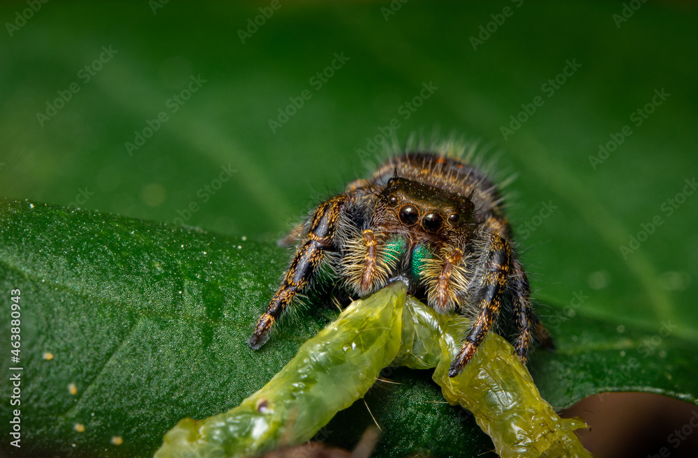 Macro close up of a colorful jumping spider Macro close up of a colorful jumping spider