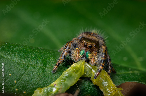 Macro close up of a colorful jumping spider