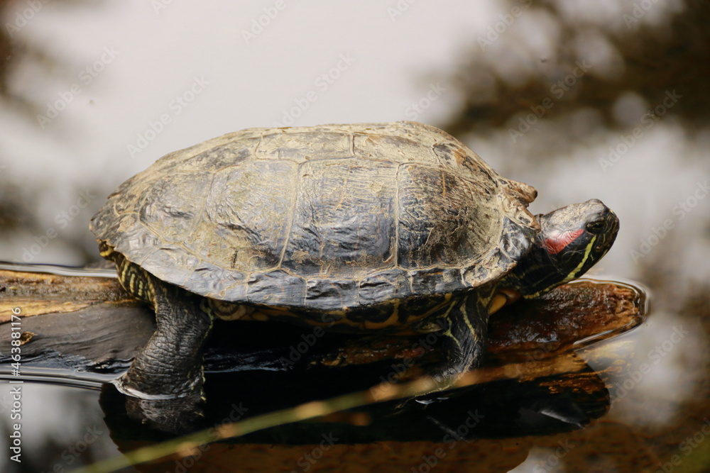 Obraz premium Schildkröte liegt auf einem Ast in der Sonne