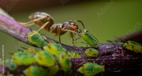Macro close up of an ant drinking honeydew from a green aphid © Joshua
