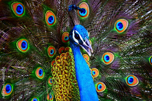Portrait of a colorful dancing peacock. Peacock close up portrait. Peacock wallpaper and backgrounds.