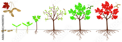 Cycle of growth of sugar maple plant on a white background.