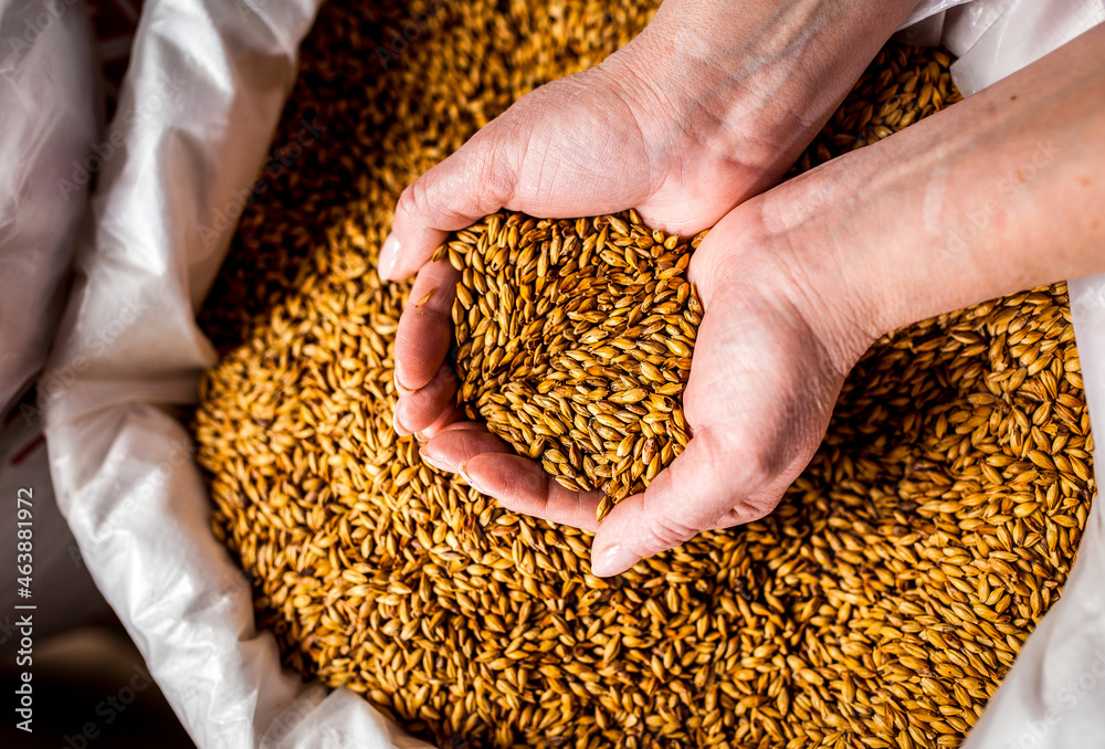 Barley in hands with big bag in brewery Barley in hands with big bag in brewery