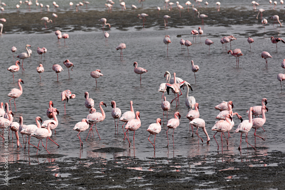 Grupo de flamencos rosas en Namibia, África.