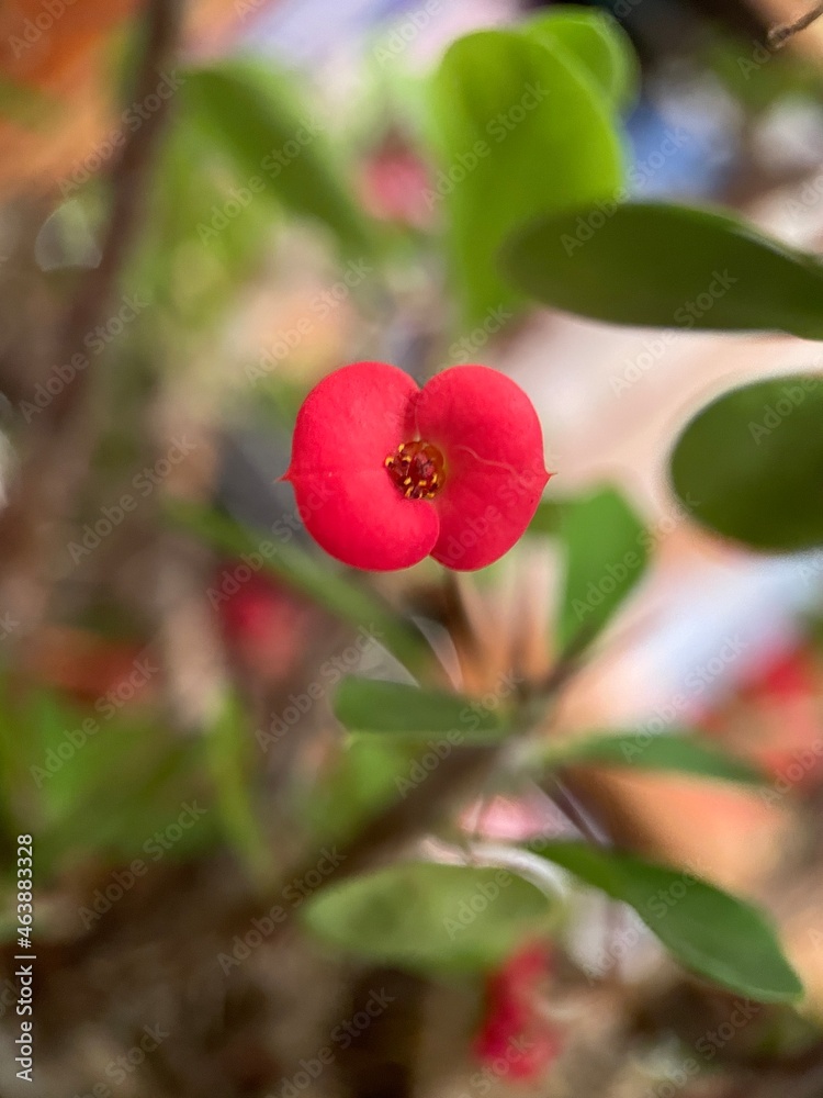red berries on a bush red berries on a bush