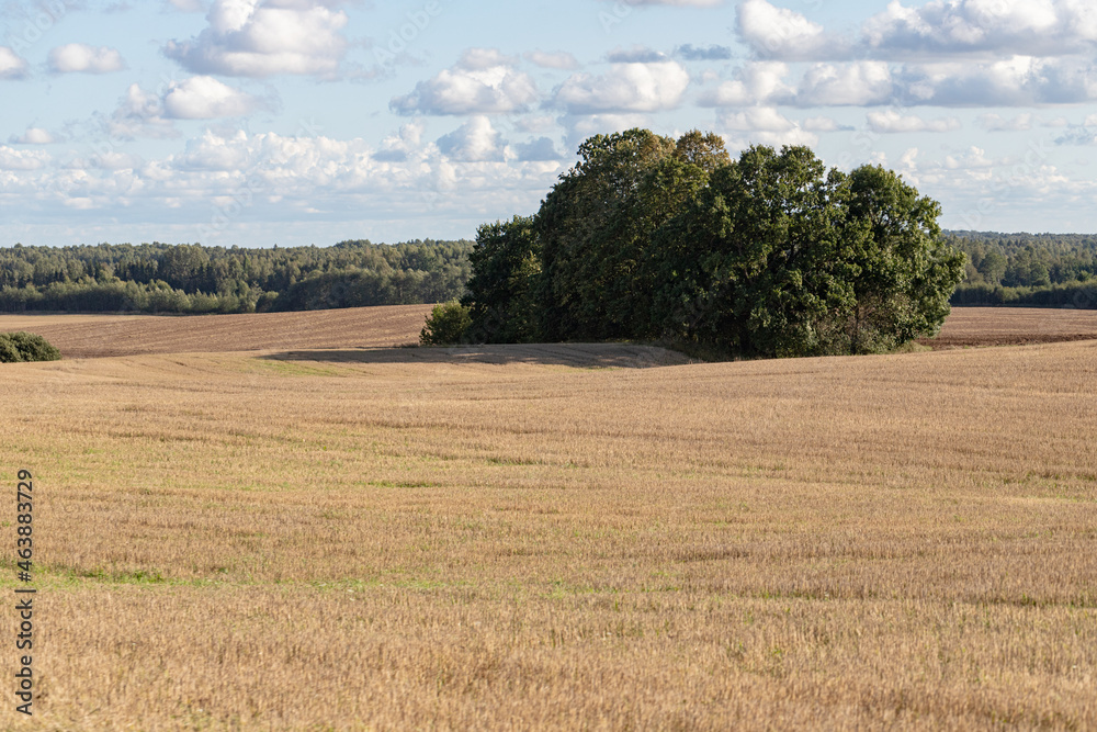 Panorama of the field. Field with mowed grass. Strips of cut grass in the field. View of the forest at the edge of the field