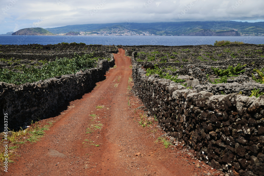 The typical vineyards of Pico, Unesco heritage, Azores