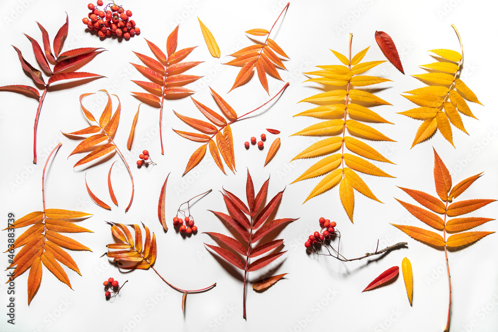 Fallen in the deciduous leaves of red mountain ash on a white background with hard shadows. Various shades and shapes of autumn foliage. Top view of the herbarium