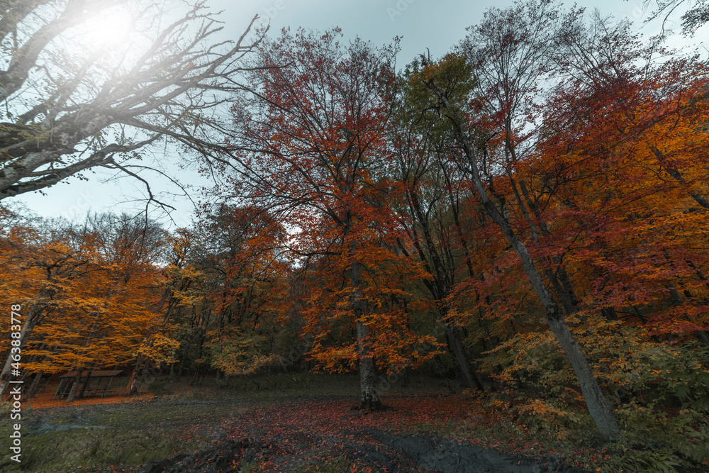 Autumn landscape. Colorful fairy trees in the autumn forest. Autumn landscape. Colorful fairy trees in the autumn forest.
