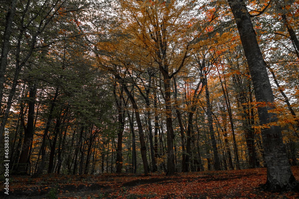 Fototapeta premium Autumn landscape. Colorful fairy trees in the autumn forest.