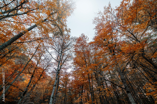 Autumn landscape. Colorful fairy trees in the autumn forest. © Inga Av