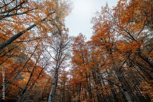 Autumn landscape. Colorful fairy trees in the autumn forest.