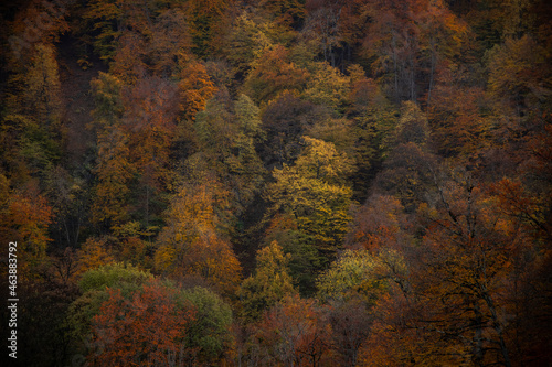 Autumn forest landscape. Close-up colorful fairy trees.