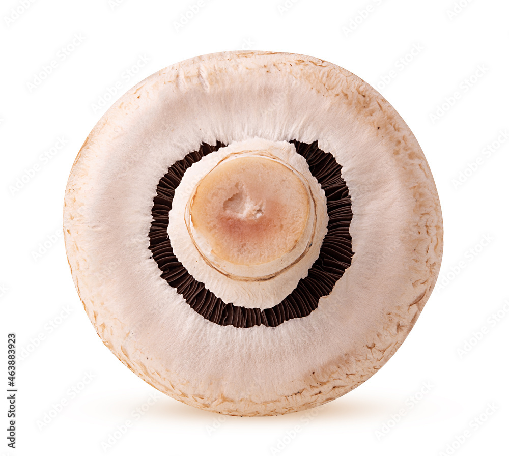 Mushroom champignon Mushroom champignon