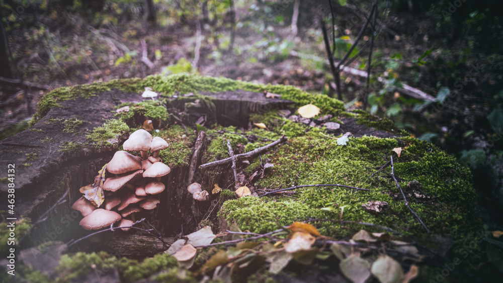 Obraz premium mushrooms grow in rotting tree stump covered with moss