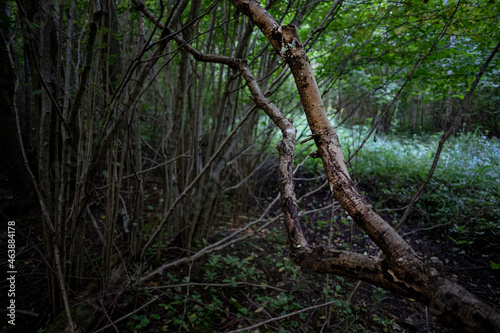 fallen rotting tree without small branches in natural wild untouched forest