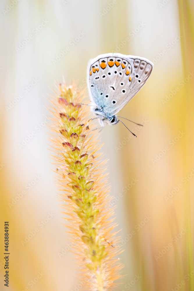 Selective focus of the beautiful white spotted butterfly on the plant in the field - obrazy, fototapety, plakaty 