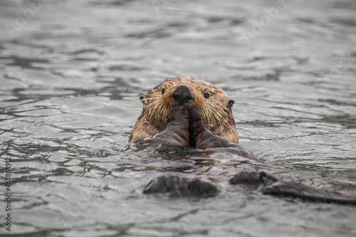 Furry brown sea otter swimming in the water photo