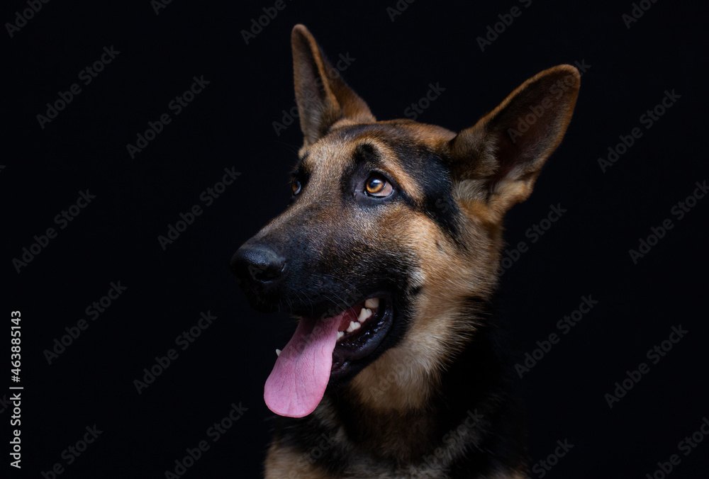 Obedient dog German Shepherd on a black background. Portrait and emotions Obedient dog German Shepherd on a black background. Portrait and emotions