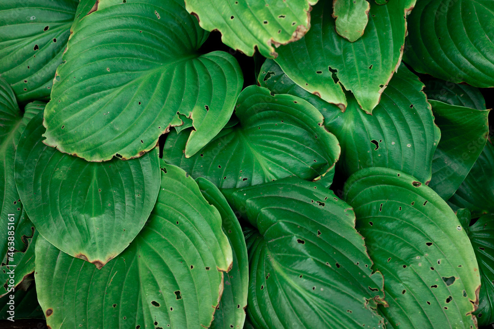 Obraz premium Hosta, a shady plant with beautiful foliage. Close up