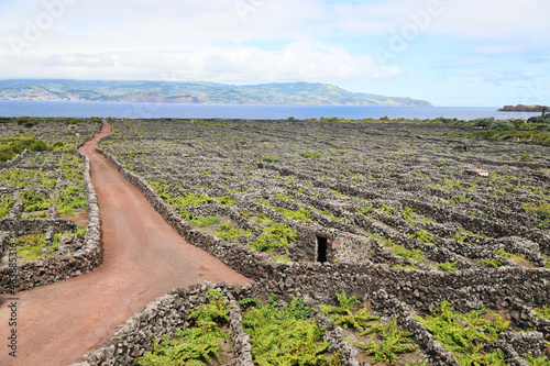 The typical vineyards of Pico, Unesco heritage, Azores photo