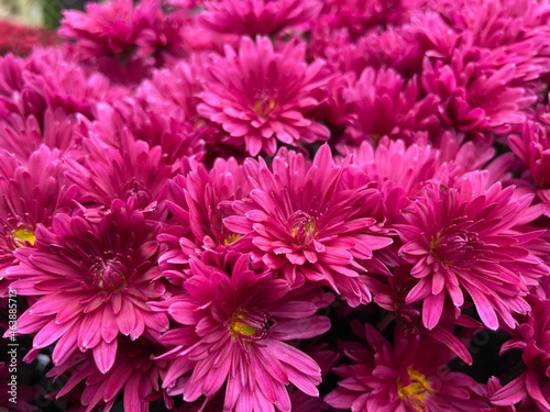 chrysanthemum flowers