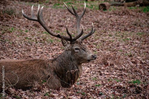 deer in the woods