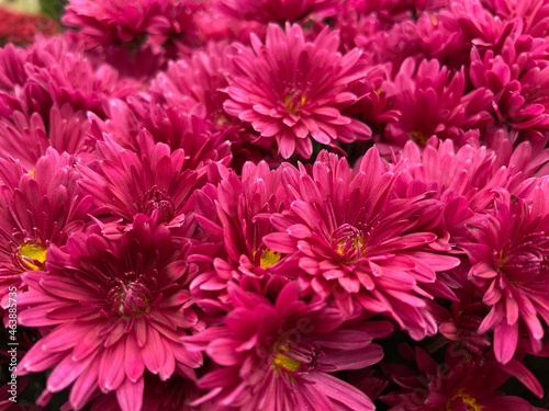 pink chrysanthemum flowers