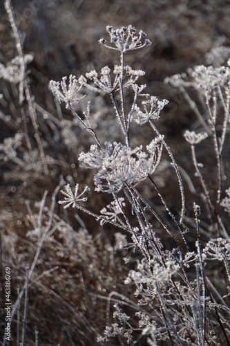 The morning frost froze the grass. Everything is covered in ice. Ice crystals grew on the grass. © SkibyDa