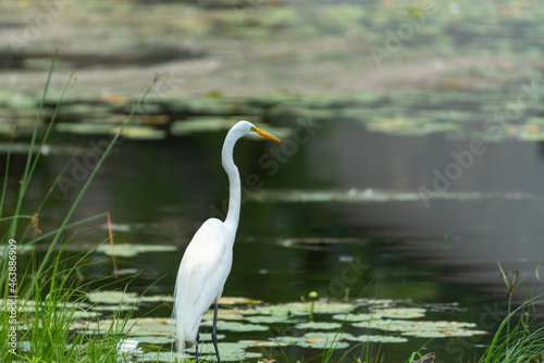 Great Egret or Great White Heron looking across the water. © Focused Adventures