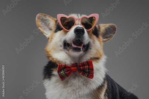 Domestic dog with bowtie and sunglasses against gray background © Fxquadro