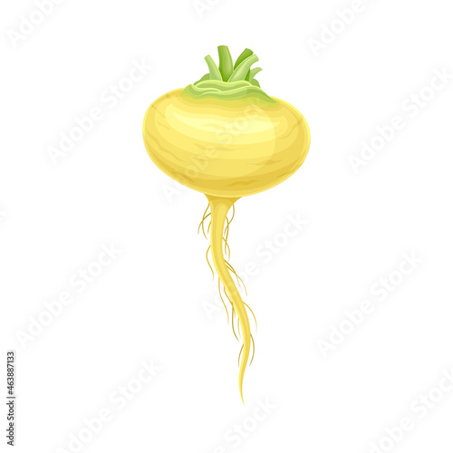 Ripe Radish Vegetable as Healthy Raw Food and Garden Cultivar Closeup Vector Illustration