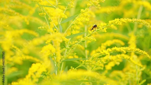 Solidago canadensis. Since it flowers late in summer. Bumblebee collects nectar. photo