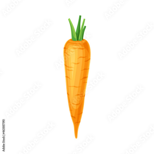 Ripe Carrot Vegetable as Healthy Raw Food and Garden Cultivar Closeup Vector Illustration