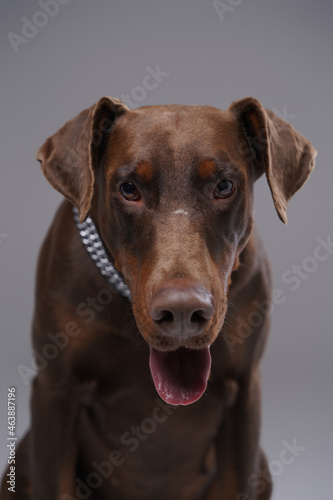Shot of purebred brown doberman dog against gray background © Fxquadro