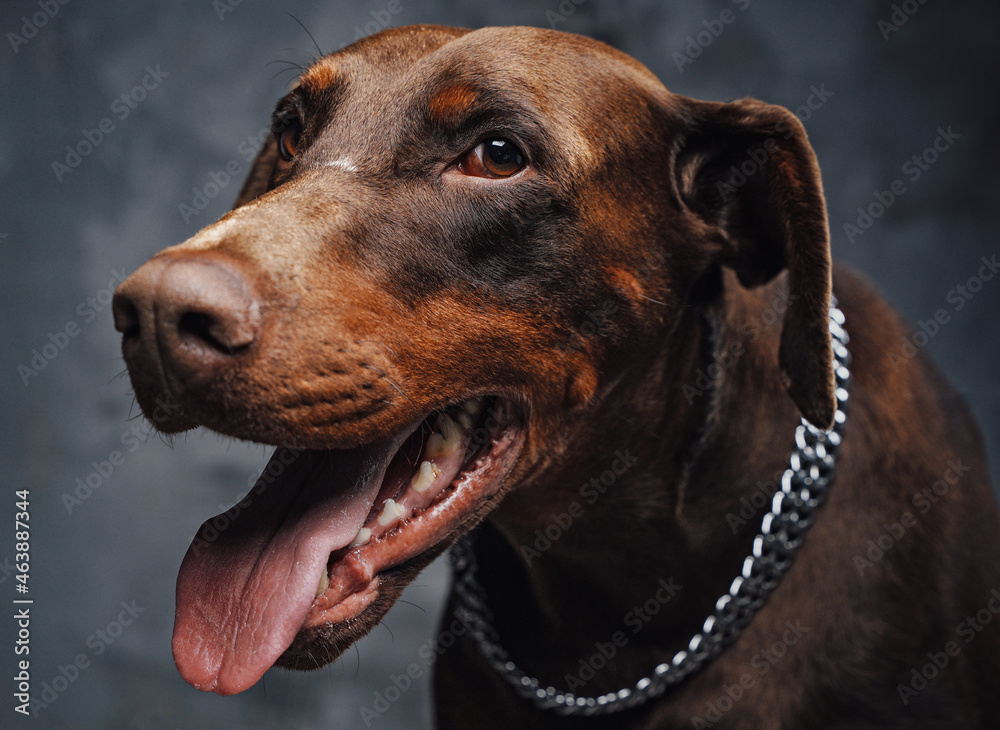 Dark brown guard dog against dark studio background