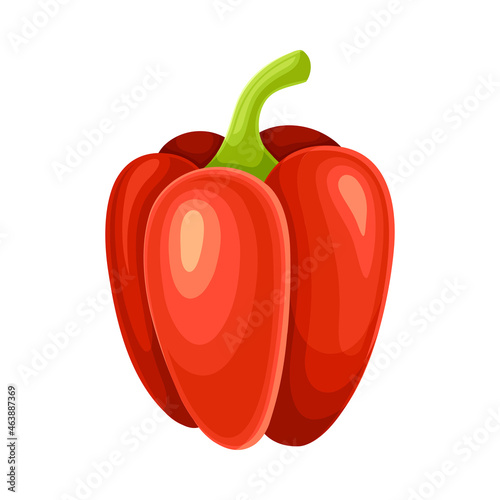 Ripe Red Bell Pepper Vegetable as Healthy Raw Food and Garden Cultivar Closeup Vector Illustration