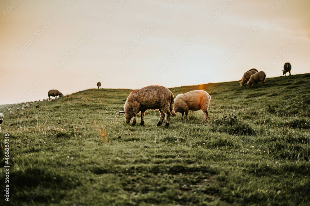 Fototapeta premium das grasende Schaf 