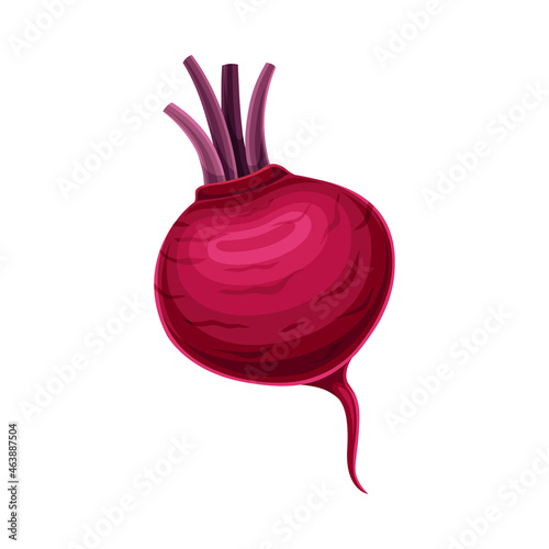 Ripe Beetroot Vegetable as Healthy Raw Food and Garden Cultivar Closeup Vector Illustration