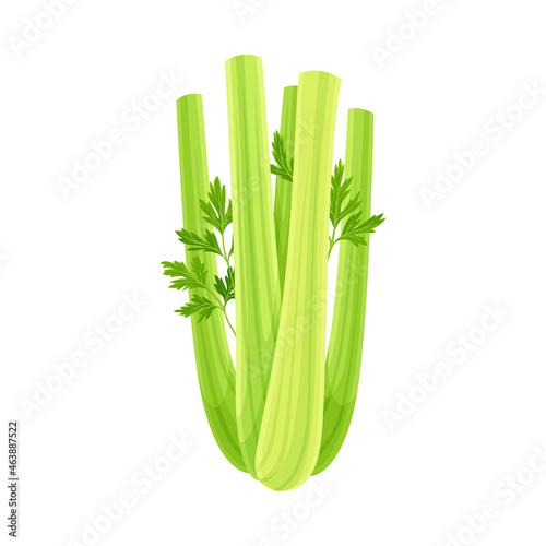 Ripe Green Celery Vegetable as Healthy Raw Food and Garden Cultivar Closeup Vector Illustration
