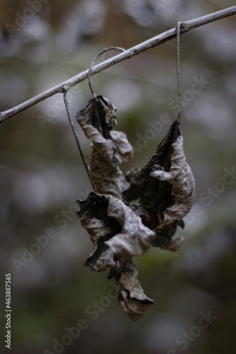hanging dry leaf 