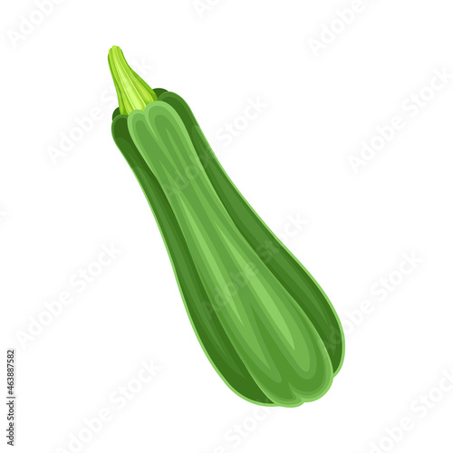 Ripe Green Zucchini Vegetable as Healthy Raw Food and Garden Cultivar Closeup Vector Illustration