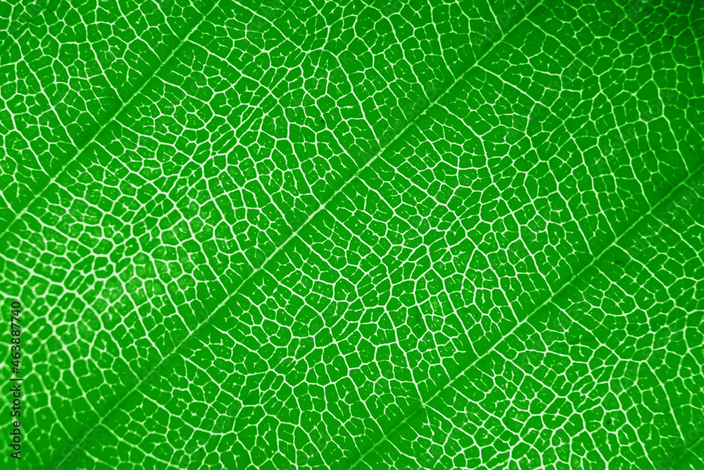 Macro photo of autumn foliage. green leaf texture background Macro photo of autumn foliage. green leaf texture background
