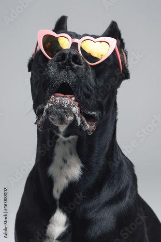 Portrait of fashion dog with heart shaped sunglasses © Fxquadro