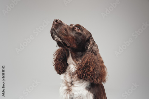 Purebred english springer doggy with curly brown white fur photo